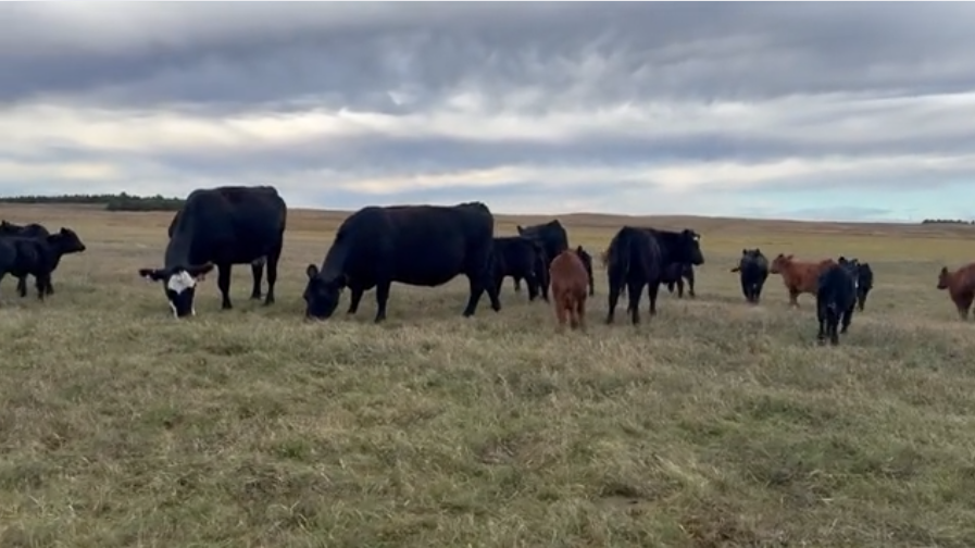 3 & 1 package – 1400lb cows and 275 lb calves at side. Exposed to Black bulls. Summer to Fall pairs!  - CP1023A5